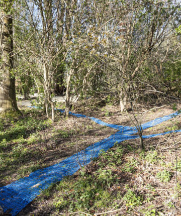 Bomen dragen kennis in hun wortels